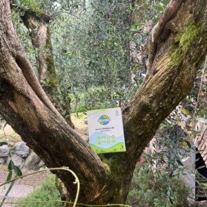 78b13e37-206b-49cb-9c43-c6e87e673e49 Waarom Wasmiddel strips het Milieuvriendelijke Alternatief zijn voor Traditionele Wasmiddelen